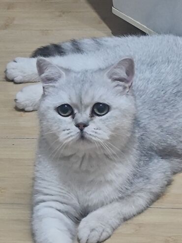 где можно купить телят симментальской породы: Скотиш Страйт (Шотландиялык тик кулактуу), 8 айлык, Ургаачы, Күмүш өңдүү шиншилла, Лотокко барууга үйрөтүлгөн, Курттардан тазаланган, Эмделген