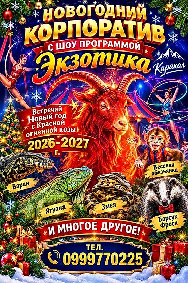 used bed: Новогоднее шоу-программа «Экзотика» — Каракол - Яркое праздничное — 4