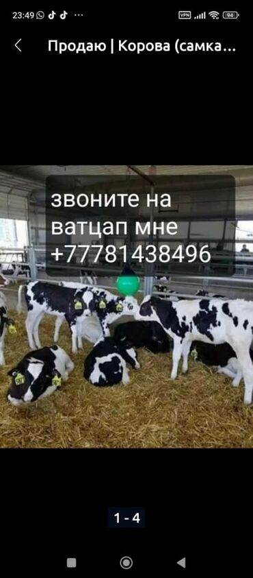 Коровы, быки: Продаю | Корова (самка), Бык (самец), Тёлка | Ангус, Герефорд, Голштин | На откорм, На забой, Для разведения | Племенные