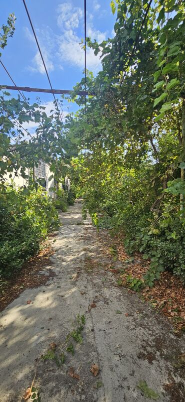 Torpaq sahələrinin satışı: 48 sot, Kənd təsərrüfatı, Kupça (Çıxarış) — 7