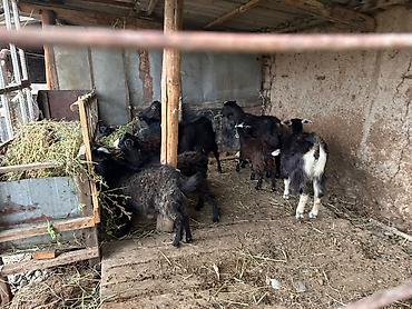 Продам с/х животных: Продаю | Коза (самка), Козлёнок | Полукровка | Для разведения | Котные — 3