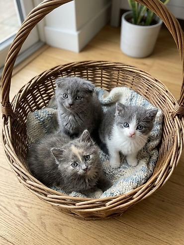 домашний животные: Заголовок: Очаровательные шотландские котята (помесь) Текст: Продаются — 1