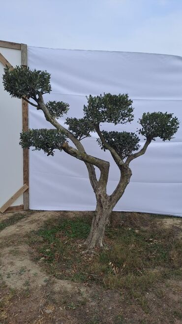 Ağaclar: Bonsai formalı zeytun ağacları – bağ və landşaft üçün Məhsulun — 8
