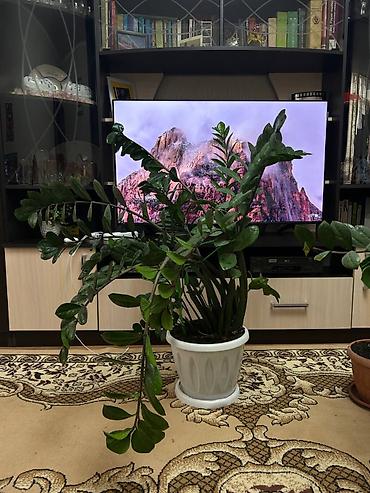Продается цветок Замиокулькас в идеальном состоянии хороший горшок at lalafo.kg Продается цветок Замиокулькас в идеальном состоянии хороший горшок