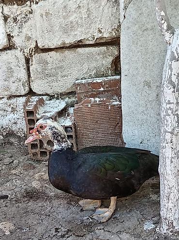 akvarium az: Muscovy ördəkləri (indo-ördəklər) – müxtəlif rəng çalarlarında Məhsul — 1