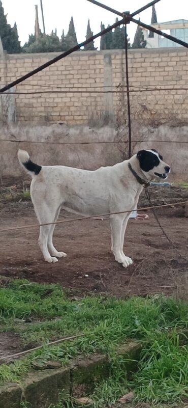 İtlər: Alabay, 1 il, Dişi, Peyvəndli, Ödənişli çatdırılma — 1