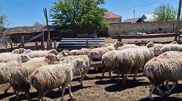 Qoyunlar, qoçlar: Dişi, il: 1, Damazlıq, Pulsuz çatdırılma — 23
