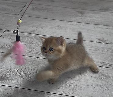 Продажа кошек: Скотиш Страйт (Шотландская прямоухая), 2 месяца, Мальчик, Золотая шиншилла, Приучена к лотку — 8