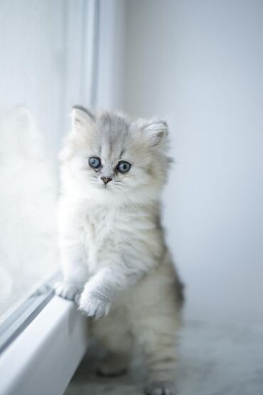 Pişiklər: Britan, Yaxşı əllərə — 14