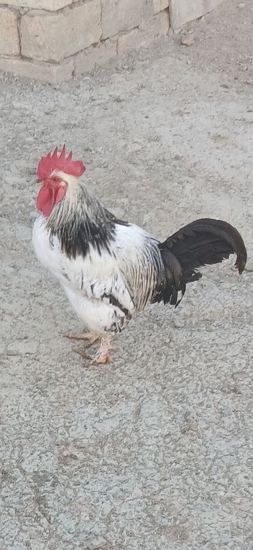 cins ineklerin satisi: 1yaşlı xoruz satıram şexsiteserüfatımdan .ördek de var isdeyen