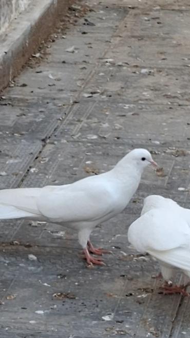 Quşlar: Məhsul: Fərqli rəng və naxışlarda ev göyərçinləri (kolleksiya və uçuş — 3