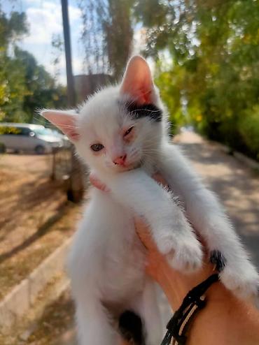 паштет: Котята, 4 малыша из одного помёта. - Окрас: 1) Белый с чёрными — 1