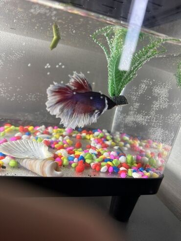 рыба аквариума: Петушок (Betta splendens), самец, декоративная длиннопёрая форма