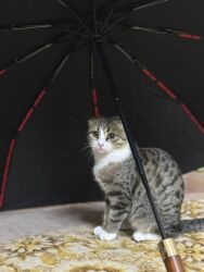 где можно купить шотландского вислоухого котенка: Скотиш Фолд (Шотландская вислоухая), 11 месяцев, Девочка, Серый