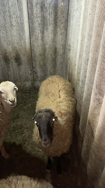 inək səkli: Qoyun satışı – yerli cins - Növlər: qarışıq yerli cinslər (ağ başlı — 3