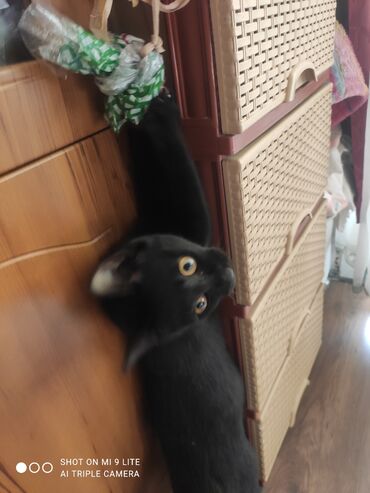 Pişiklər: Erkək, Cütləşmə üçün — 11