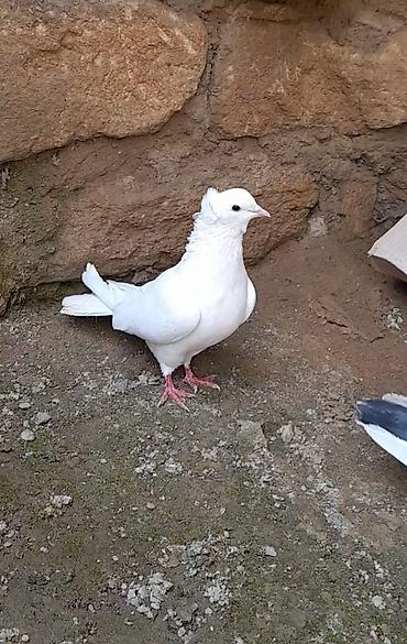 Göyərçinlər: 2 side erkeydi 12 14 tukduler — 3