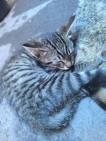 кошки бишкек купить: Кошка даром: Беспородная, 2 месяца, Мальчик — 2