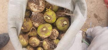 Промышленные холодильники и комплектующие: Сдаются в аренду холодильники промышленные для сельскохозяйственных — 10