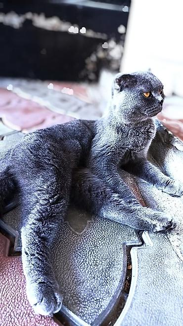 сколько стоит кошка вислоухая: Срочно отдаем кошку не стерилизованная латок корм когти точку песок — 3