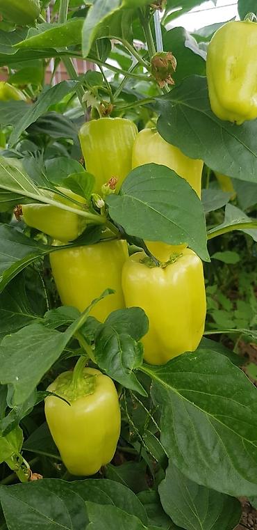 Удобрения и садовая химия: Удобрение Самовывоз — 18