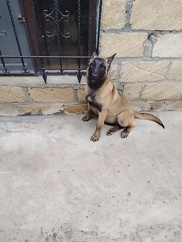 it pudel: Belçika Malinua (Belgian Malinois) – gözətçi/iş iti - Cins: Belçika — 5
