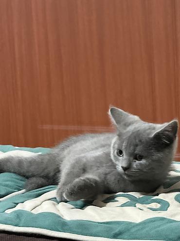 кошки британцы цена: Британская короткошёрстная, 3 месяца, Мальчик, Голубой, Приучена к лотку — 3