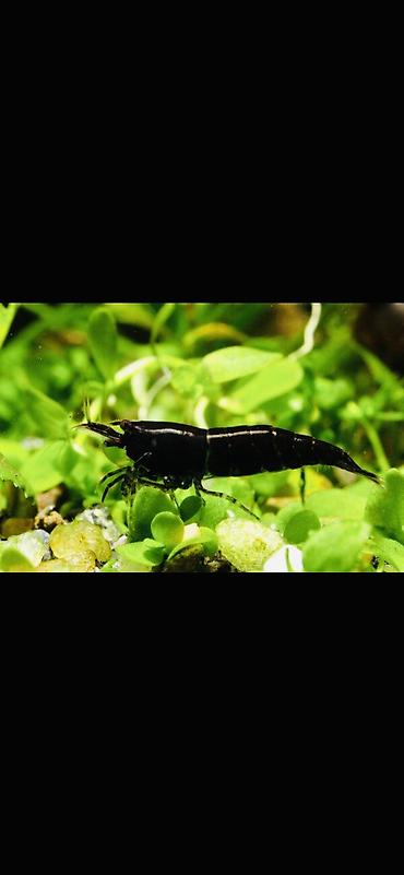 Akvarium aksesuar və ləvazimatları: Akvaryum üçün dekorativ krivetqa – rəngli Neocaridina növləri. 10 — 4