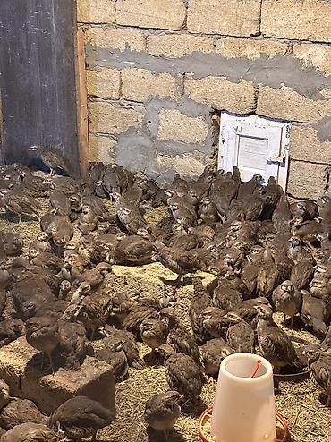 Цыплята: Xınalı kəklik cücələri tam sağlam 3 aylıq çıxışlarımız başladı tələsin — 1