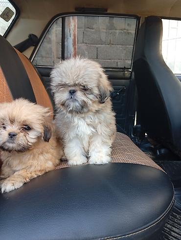 it satisi: Pekines, 2 ay, Erkək, Ödənişli çatdırılma — 10