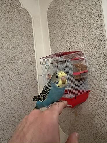 Tutuquşları: 🦜 Xüsusi Danışan Macha – 3 Aylıq Erkək Bala 🦜 Seçilmiş baxım və — 9