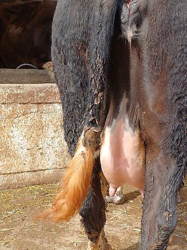 Коровы, быки: Продаю | Корова (самка) | Для молока | Привязанные — 7