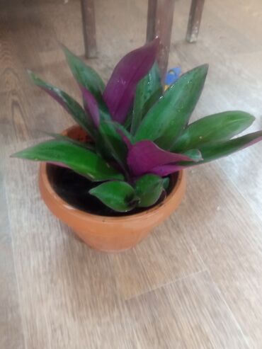 Другие комнатные растения: Продаётся красивый цветок Рео с необычными фиолетовыми листьями. не