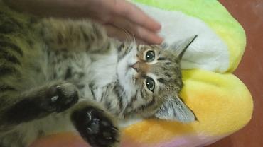 русская голубая кошка купить: Котёнок полосатый, домашний. Мягкая плюшевая шерсть с тёмными — 3