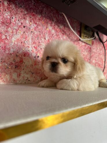 Gəmiricilər: Pekines, 2 ay, Erkek, Ünvandan götürmə, Ödənişli çatdırılma