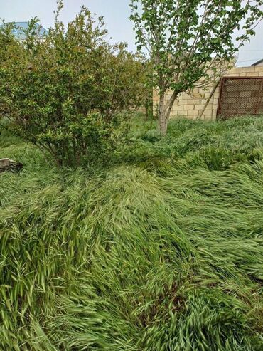 Bağ evlərinin satışı: Sumqayıt, 242 kv. m, 11 otaq, Hovuzsuz, Su — 5