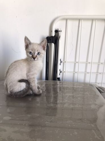 возьму кошку в добрые руки: Очаровательный котенок с голубыми глазами и светло-серой шерстью