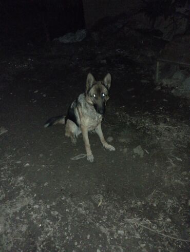 домик для кошки многоуровневый: Немецкая овчарка, 2 года, Самка, С родословной