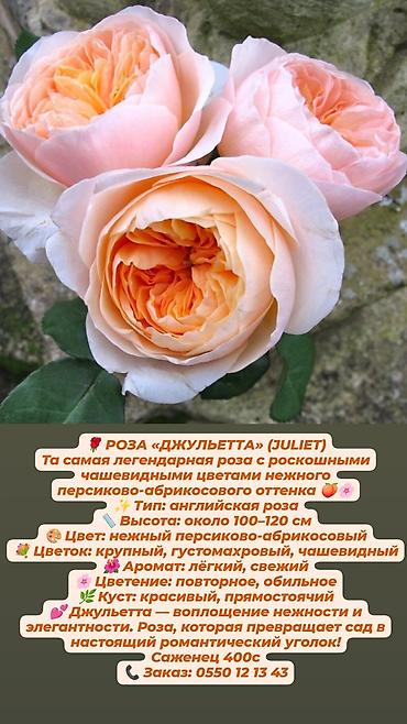 Дёрен Элегантиссима: Кустовые сортовые розы в наличии. Цена за саженец указана на фото — 6