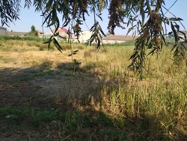 agdasda torpaq satilir teze: 12 sot, Tikinti, Maklerlər narahat etməsin, Kupça (Çıxarış)