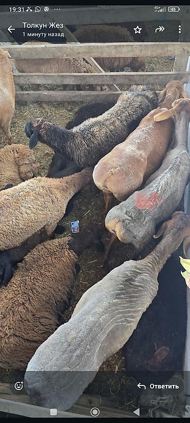 Баран, овца: Продаю | Овца (самка) — 6