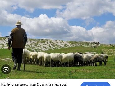 Пастухи: Требуется Пастух, Оплата Ежемесячно