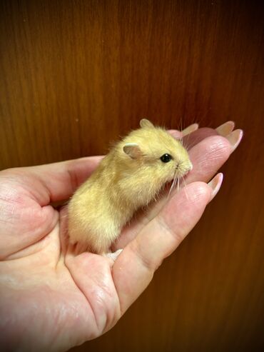 Хомяки: Продаются хомячки джунгарские, сирийские, ангорские пушистые хомячки — 15