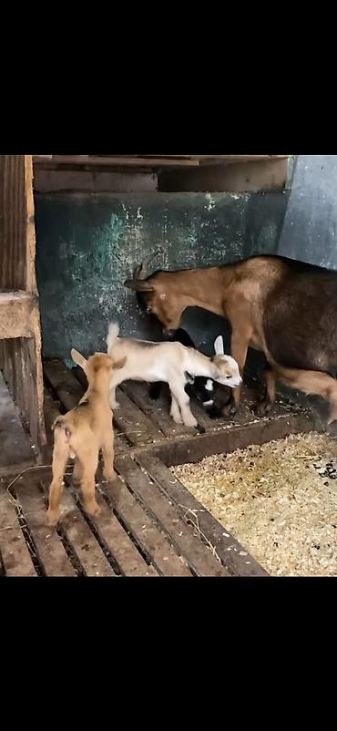 Keçilər, çəpişlər: Satılır: süd keçisi bala ilə Xüsusiyyətlər: - Ana keçi qəhvəyi-qara — 7