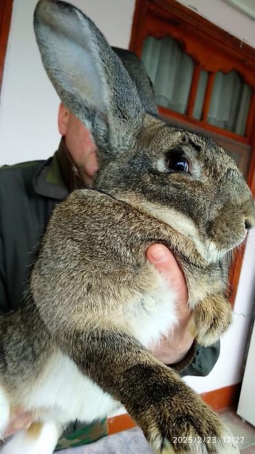 Dovşanlar: FLANDR (Belçika nəhəngi) – İri ölçü, yüksək gəlir! Təmiz qanlı Flandr — 11