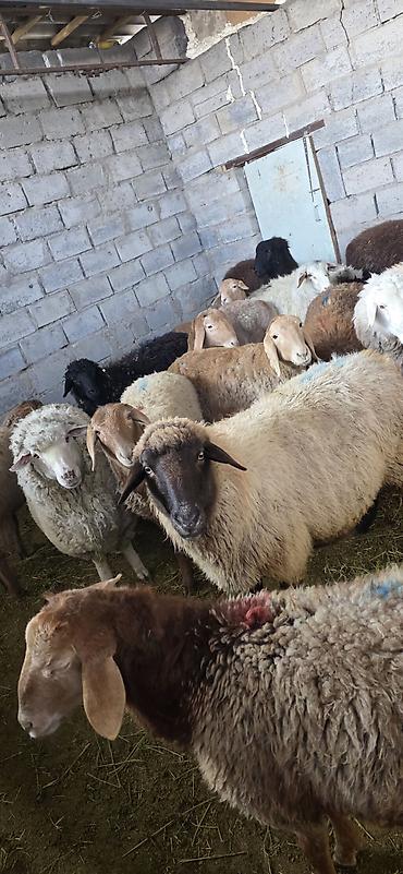 Птицы: Маринад готовый утиные грудки 1 кг 500 сом — 12