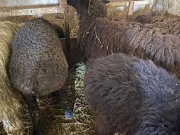 Баран, овца: Продаю | Ягненок, Баран (самец) | Полукровка | На забой, Для разведения, Для шерсти | Осеменитель, Ярка at lalafo.kg — 3 Баран, овца: Продаю | Ягненок, Баран (самец) | Полукровка | На забой, Для разведения, Для шерсти | Осеменитель, Ярка — 3