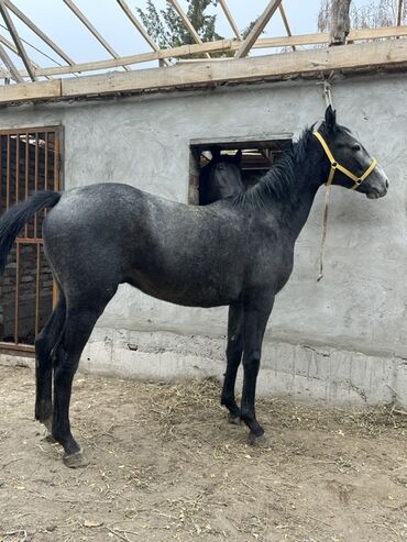 продаю музоо торпок корова самка бык самец айрширская ангус алатауская на забой для разведения на откорм племенные нетель привязанные: Продаю | Жеребец | Для разведения | Племенные