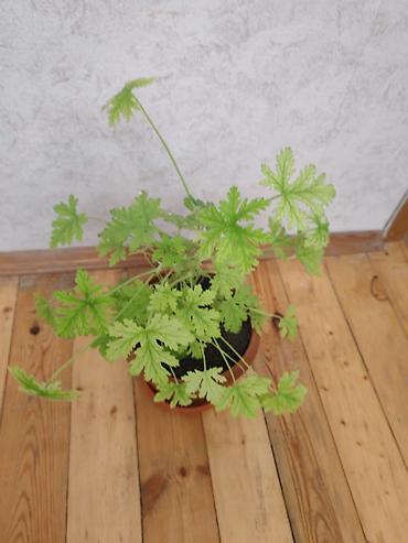 ətirşah bitkisi: Salam ətirşah gülü satılır - Növ: Ətirli yarpaqlı pelargonium — 2