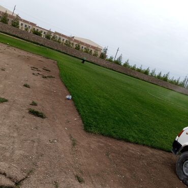 Toxumlar: Qazon satışı təbii və süni Qazonlarımız satışda mövcuddur təbii — 13